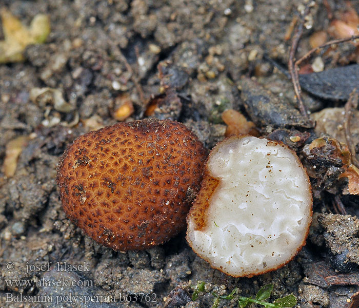 Erdbeerförmige Balsamia