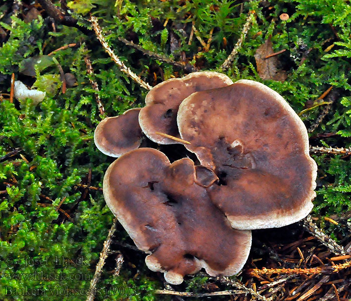 Violettlicher Weissporstacheling Bankera violascens