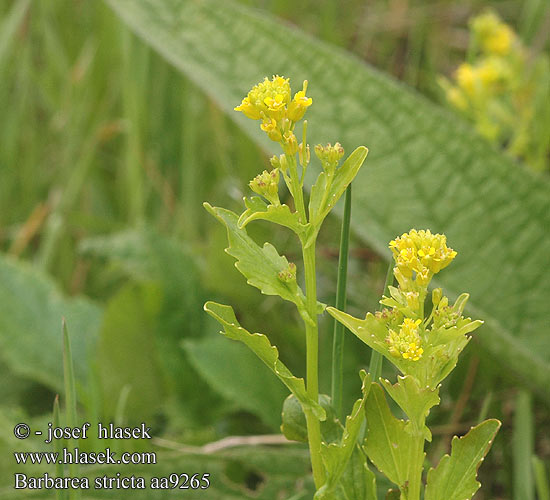 Barbarea stricta