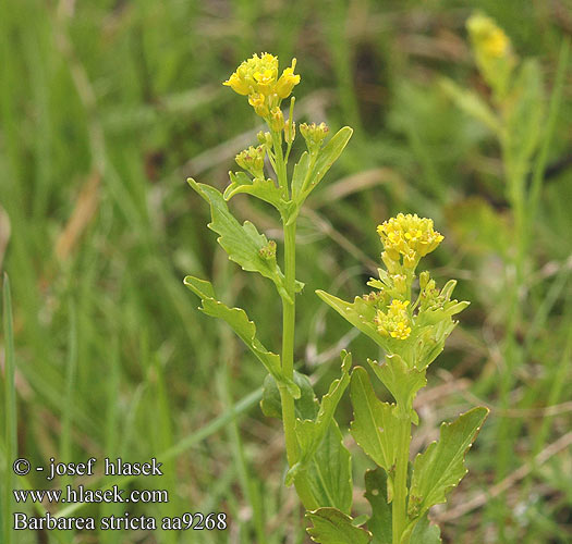 Barbarea stricta