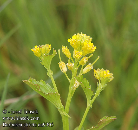 Barbarea stricta