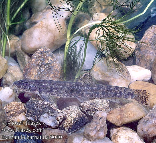 Barbatula barbatula Noemacheilus barbatulus Stone loach Йăпăлтак