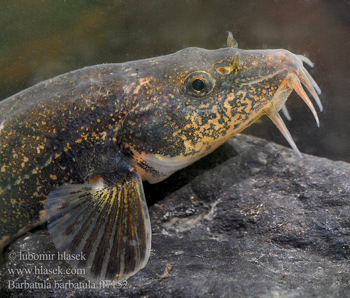 Kövicsí Barbatula barbatula Noemacheilus barbatulus Stone loach