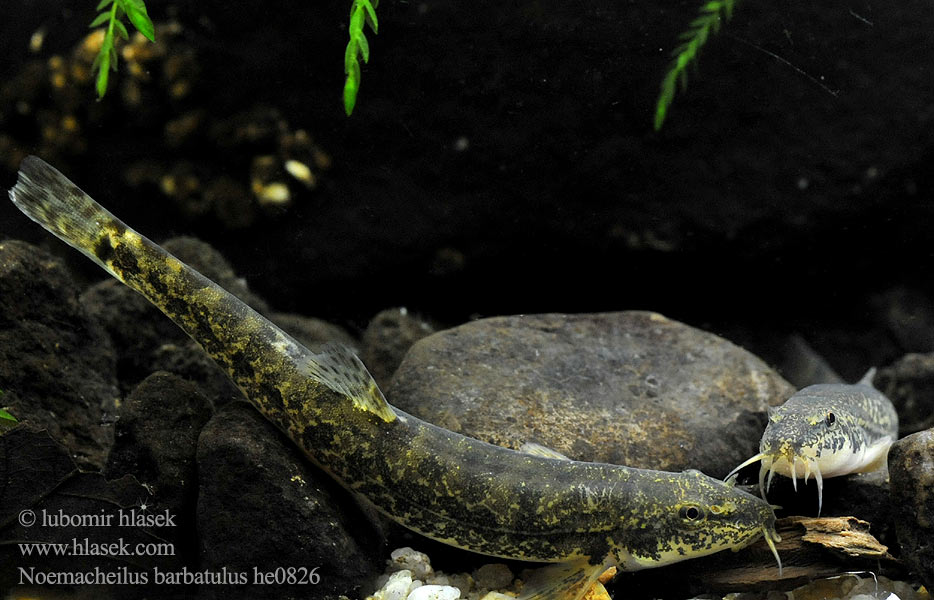 Barbatulus barbatulus Barbatula barbatula Noemacheilus Stone loach