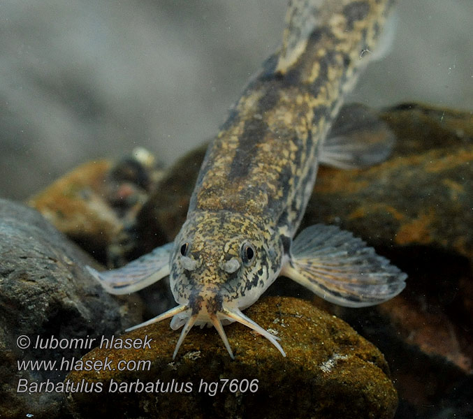 Barbatula barbatula Noemacheilus barbatulus