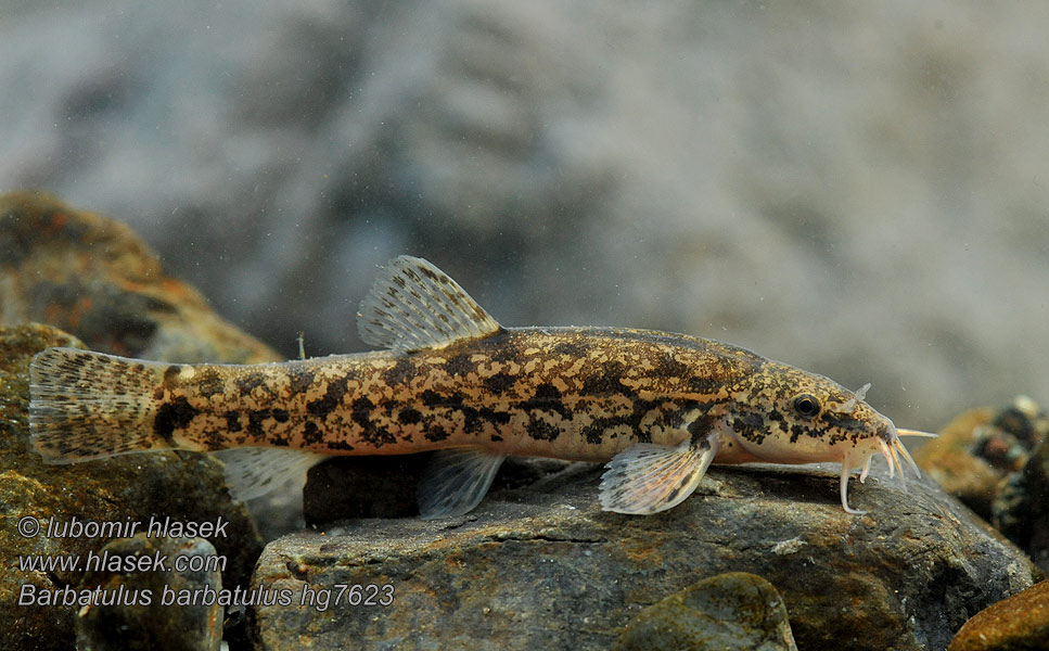 Barbatula barbatula Stone loach