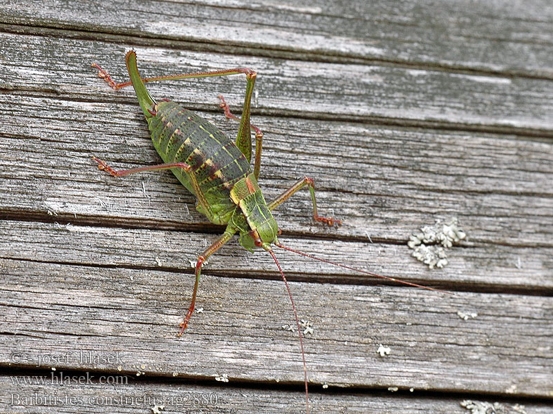 Barbitistes constrictus Nadelholz-Säbelschrecke Šilinis pjūklius