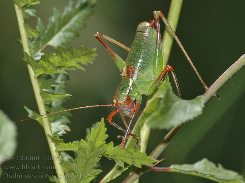 Barbitistes obtusus alpinus Südalpen-Säbelschrecke