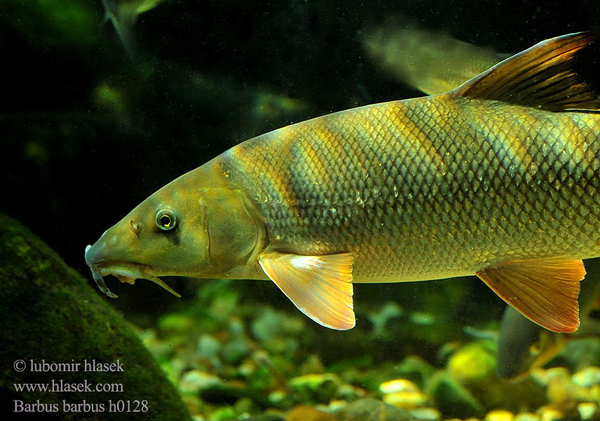 Mrena severná Barbus barbus Common Barbel Parma obecná