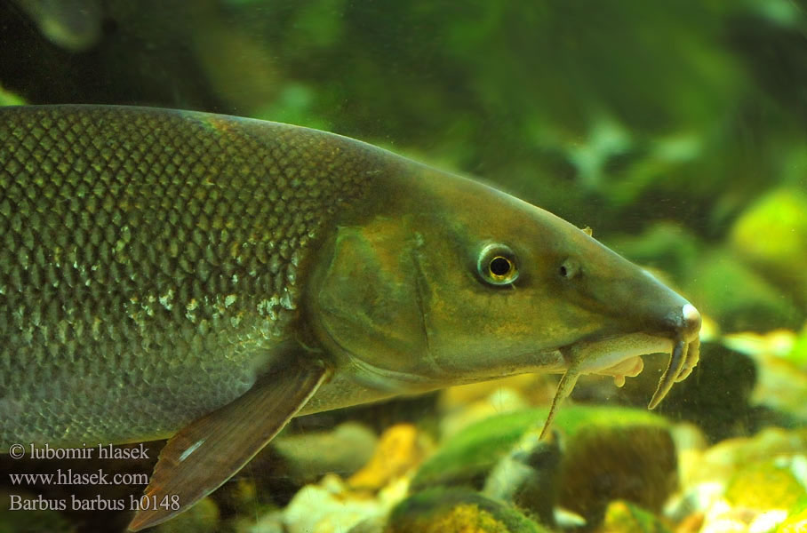 Common Barbel Parma obecná Barbe Barbeau commun fluviatile