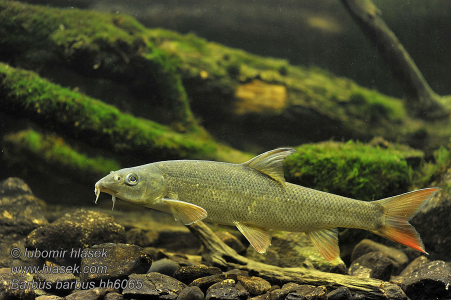 Barbus barbus Common Barbel Parma obecná