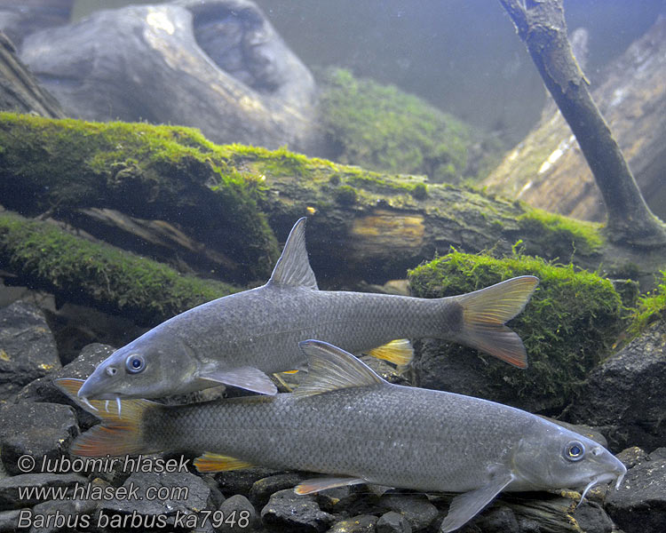 Barbus barbus Paprastasis ūsorius Márna