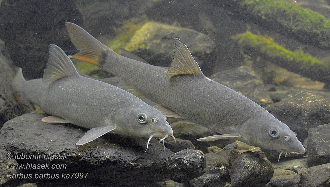 Barbus barbus Common Barbel