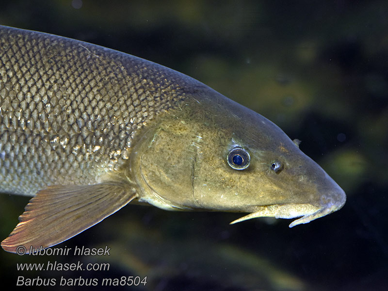 Barbus barbus Common Barbel Parma obecná