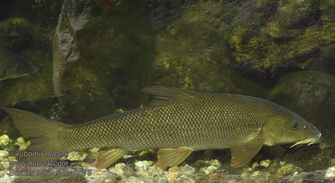 Barbus barbus Common Barbel Parma obecná