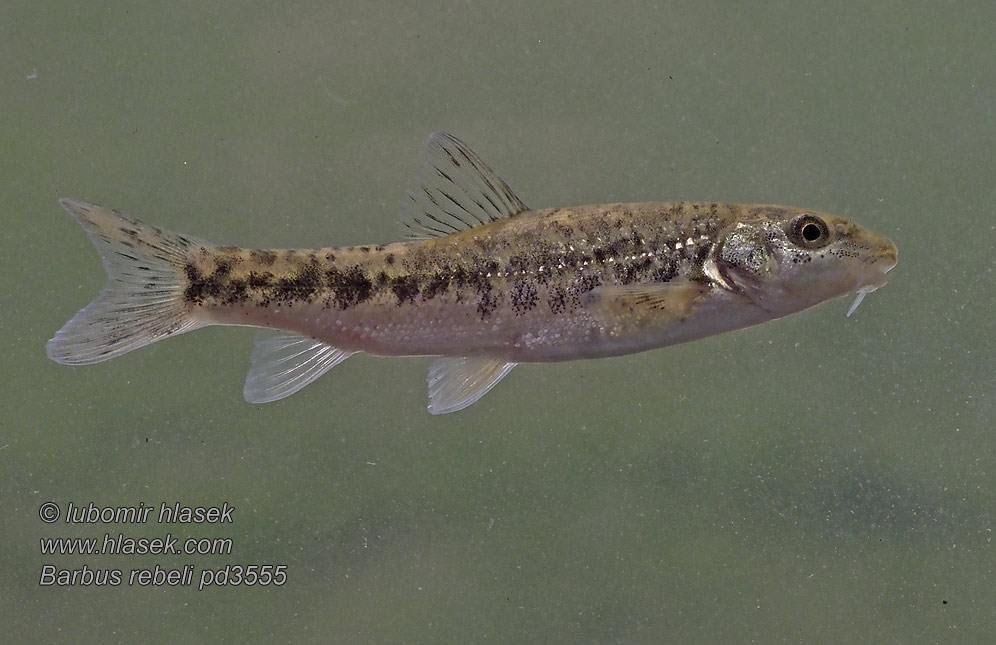 Barbus rebeli peloponnesius Western Balkan barbel Mrena škvrnitá