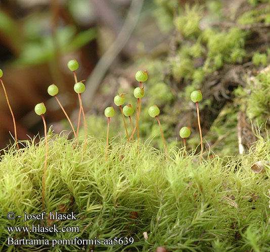 Bartramia pomiformis