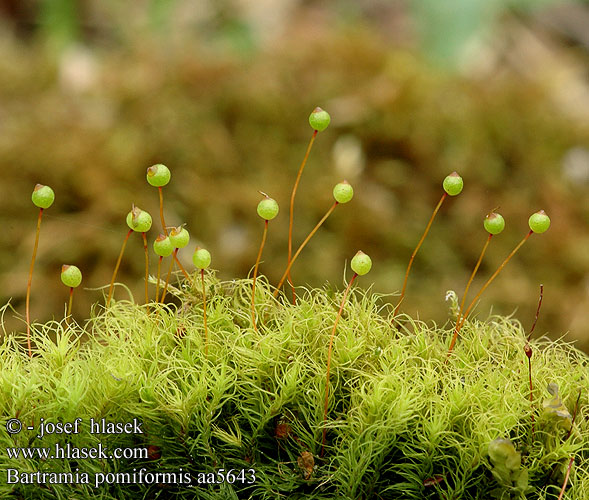 Bartramia pomiformis