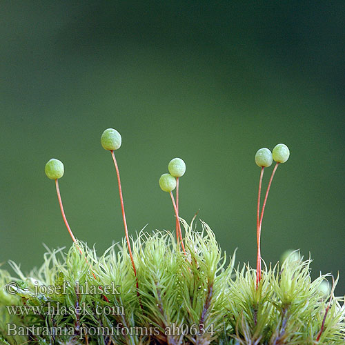 Bartramia pomiformis ah0634