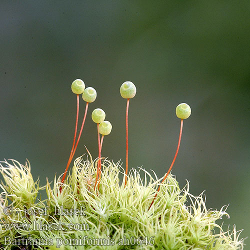 Bartramia pomiformis ah0646