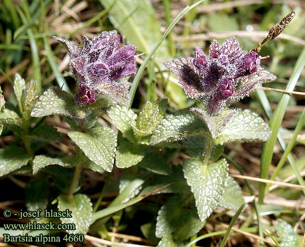 Bartsia alpina Alpine Beskrivelse Sorttop Punakko Tunturipunakko