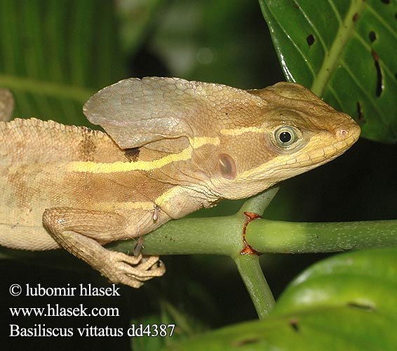 Basiliscus vittatus Brown basilisk Striped Juovikas basiliski