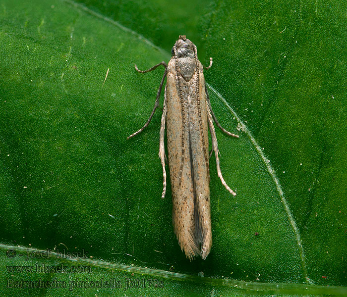 Batrachedra pinicolella