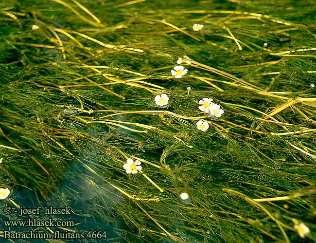 Batrachium fluitans Ranunculs River crowfoot Storblomstret Vandranunkel