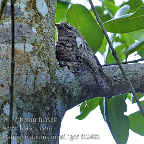 Batrachostomus moniliger Lelkoun cejlonský srílanský