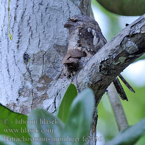 Ceylon Froschmaul Ceylonfroschmaul Ceylon Frogmouth