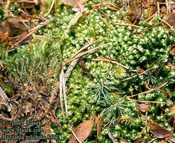 Bazzania trilobata Gray liverwort Zweepmos Lebermoose Peitschenmoos