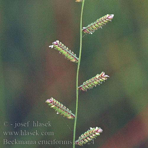 Beckmania eruciformis Slough grass Idäntörökki