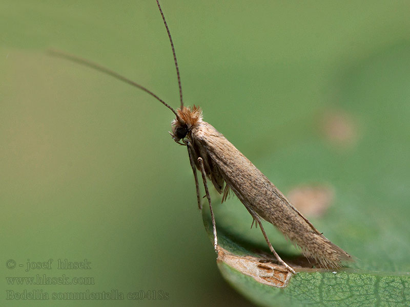 Sweet potato leaf miner Podkopáčik pupencový Bedellia somnulentella