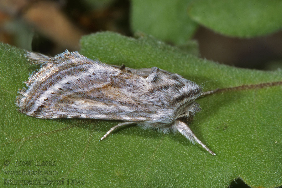 Behounekia freyeri