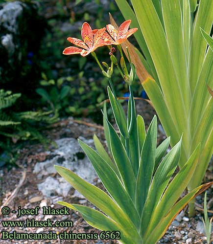 Belamcanda chinensis