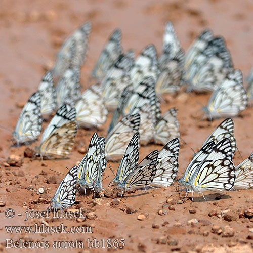 Belenois aurota Pioneer White African Caper Brown-veined white