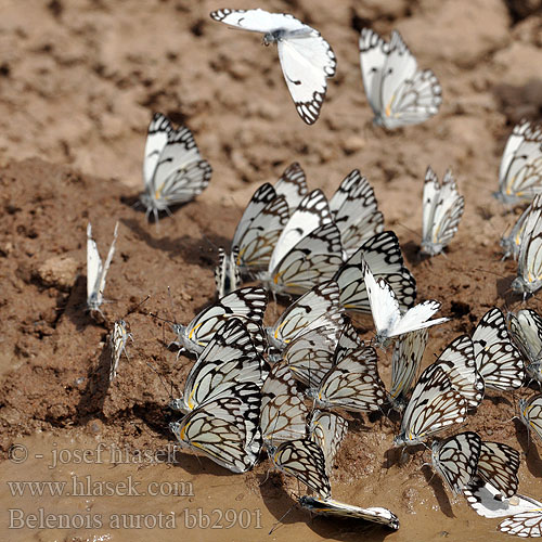 Pioneer White African Caper Brown-veined white Belenois aurota