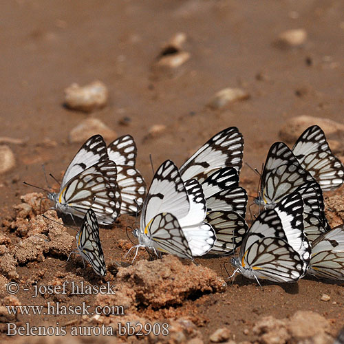 African Caper White  Brown-veined white Belenois aurota Pioneer