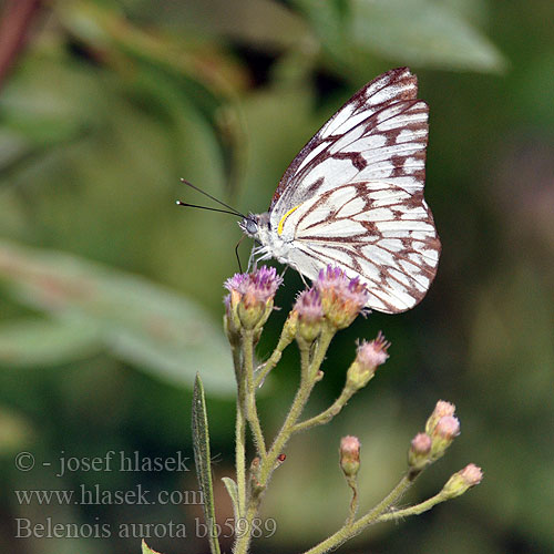 Brown-veined white Belenois aurota Pioneer African Caper White