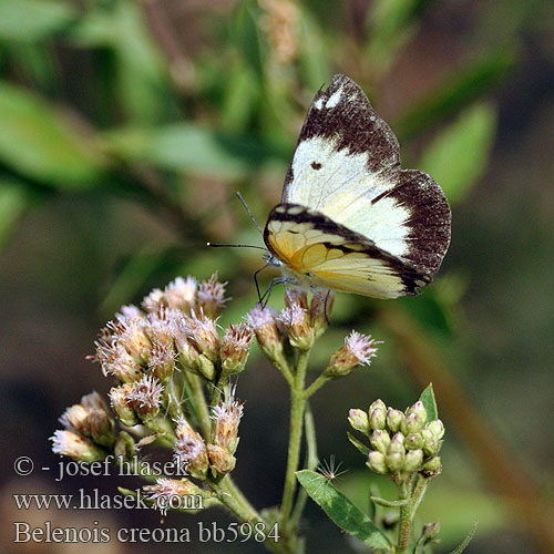 Belenois creona African Common White