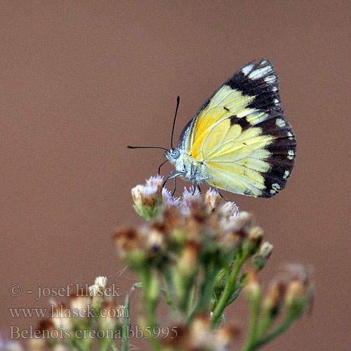 African Common White Belenois creona