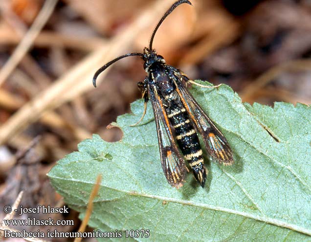 Bembecia ichneumoniformis 10375