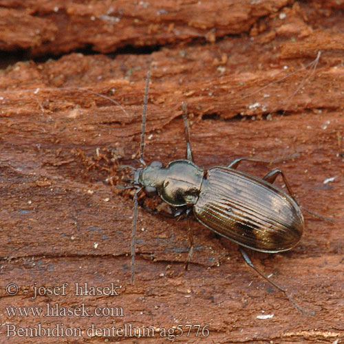 Bembidion dentellum ag5776