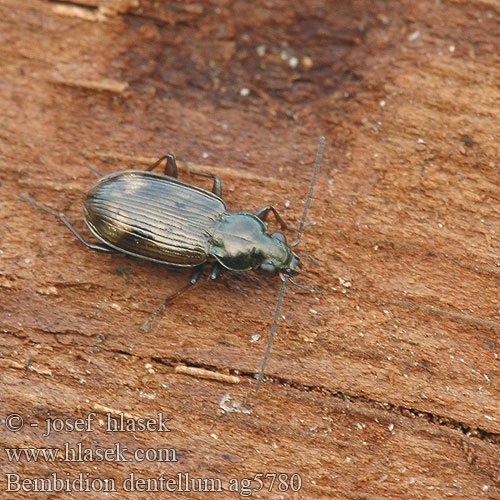 Bembidion dentellum ag5780