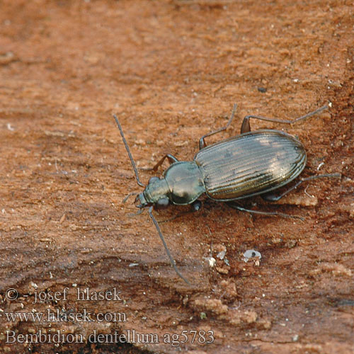 Bembidion dentellum ag5783