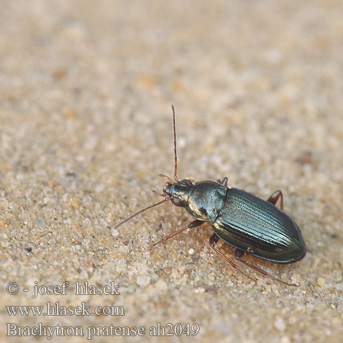 Bembidion laticolle ah2671