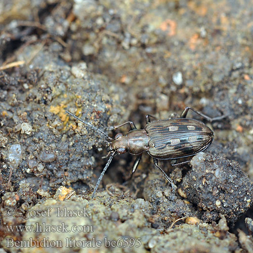 Bembidion litorale Odontium Sølvplettet glansløber Flussauen-Ahlenläufer 