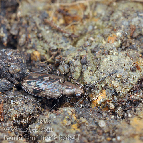 Sølvplettet glansløber Flussauen-Ahlenläufer Bembidion litorale Odontium