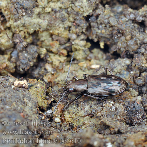 Flussauen-Ahlenläufer Bembidion litorale Odontium Sølvplettet glansløber