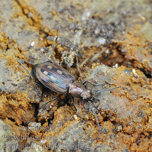 Odontium litorale Sølvplettet glansløber Flussauen-Ahlenläufer Bembidion